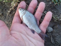 ファイル 1235-2.jpg