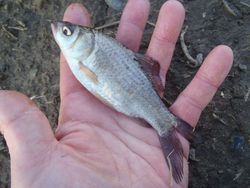 ファイル 1235-4.jpg