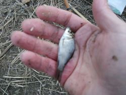 ファイル 1033-3.jpg