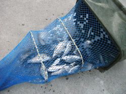 ファイル 1033-4.jpg