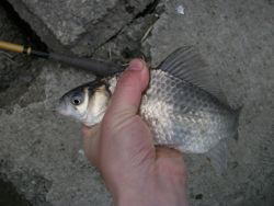 ファイル 1046-2.jpg