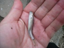 ファイル 1046-3.jpg