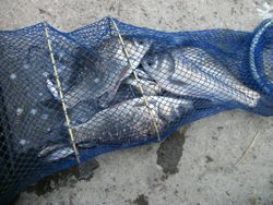 ファイル 1046-5.jpg