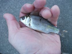 ファイル 1047-3.jpg