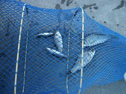 ファイル 1047-5.jpg