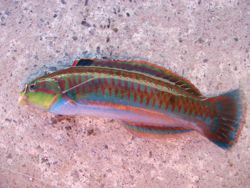 ファイル 1050-2.jpg