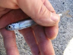 ファイル 1050-3.jpg