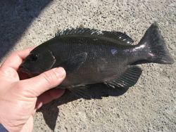 ファイル 1050-4.jpg