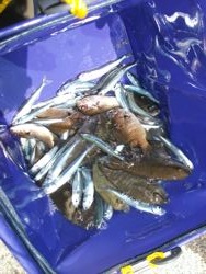 ファイル 1050-5.jpg