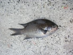 ファイル 1052-1.jpg