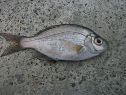 ファイル 1052-2.jpg