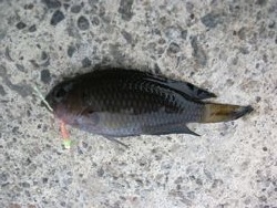 ファイル 1052-3.jpg