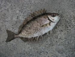 ファイル 1052-4.jpg