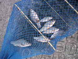 ファイル 1054-5.jpg