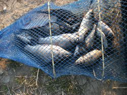 ファイル 1058-5.jpg