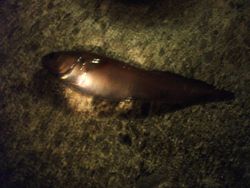 ファイル 1060-3.jpg