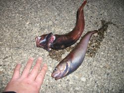 ファイル 1060-5.jpg