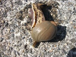 ファイル 1061-2.jpg