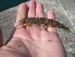 ファイル 1061-3.jpg