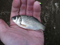 ファイル 1063-3.jpg