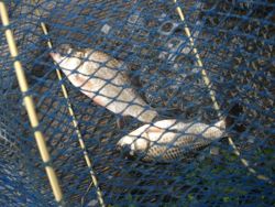 ファイル 1063-5.jpg