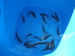 ファイル 1064-5.jpg