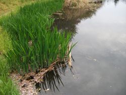 ファイル 1067-1.jpg