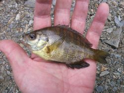 ファイル 1067-2.jpg