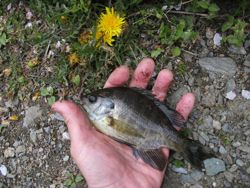 ファイル 1067-3.jpg