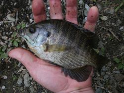 ファイル 1067-4.jpg