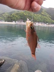 ファイル 1069-1.jpg