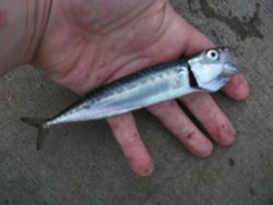 ファイル 1069-2.jpg