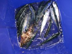 ファイル 1069-5.jpg