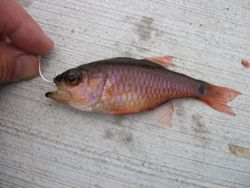 ファイル 1073-2.jpg