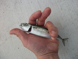 ファイル 1073-3.jpg