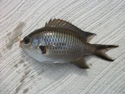 ファイル 1073-4.jpg