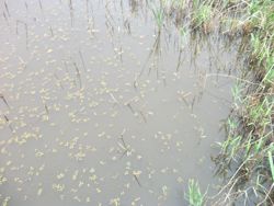 ファイル 1075-1.jpg