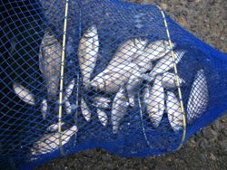 ファイル 1075-5.jpg