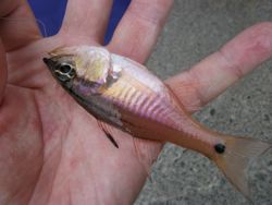 ファイル 1086-1.jpg