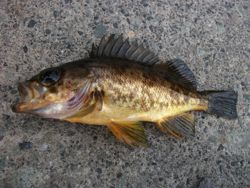 ファイル 1086-2.jpg