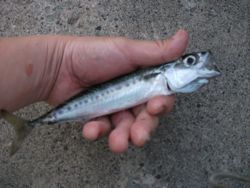 ファイル 1086-3.jpg