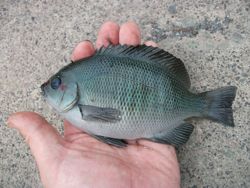 ファイル 1086-4.jpg