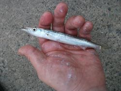 ファイル 1086-5.jpg