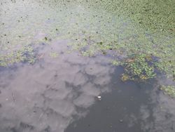 ファイル 1088-1.jpg