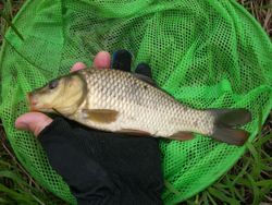 ファイル 1099-4.jpg