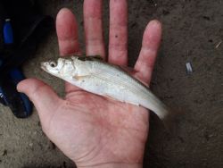 ファイル 1106-2.jpg