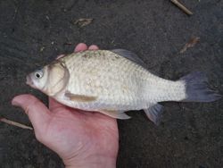 ファイル 1106-3.jpg