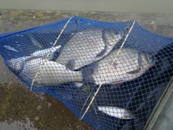 ファイル 1106-5.jpg