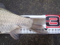 ファイル 1107-3.jpg