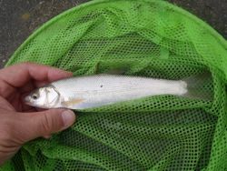 ファイル 1107-4.jpg